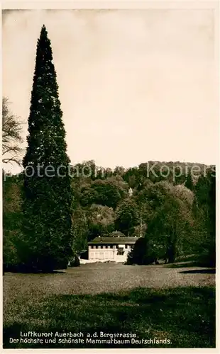 AK / Ansichtskarte Auerbach_Bergstrasse Hoechste und schoenste Mammutbaum Deutschlands Auerbach_Bergstrasse