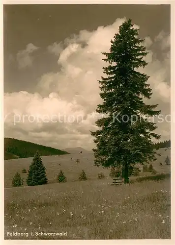 AK / Ansichtskarte Feldberg_Schwarzwald Panorama Feldberg Schwarzwald