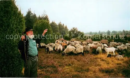 AK / Ansichtskarte Schafe Sch?fer L?neburger Heide  