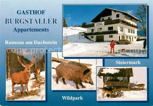 AK / Ansichtskarte Ramsau_Dachstein_Steiermark Gasthof Burgstaller Wildpark mit Rot  und Schwarzwild Ramsau_Dachstein