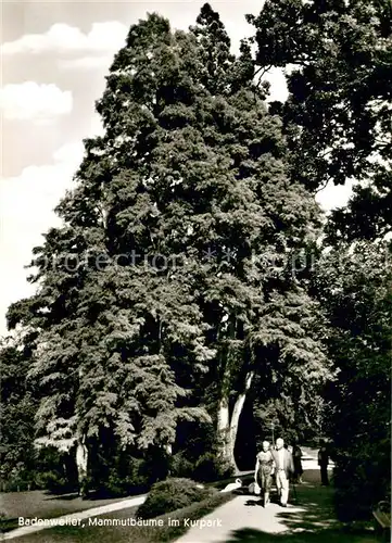 AK / Ansichtskarte Badenweiler Mammutb?ume im Kurpark Badenweiler