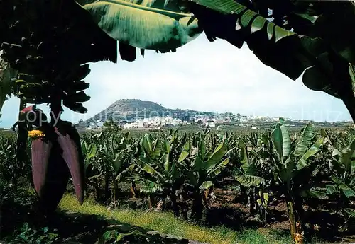 AK / Ansichtskarte Gran_Canaria Montana de Arugas con plantaciones de plataneras Gran Canaria