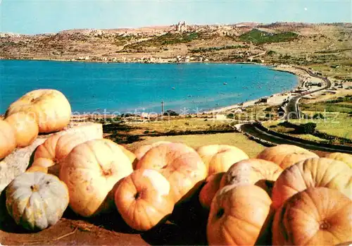 AK / Ansichtskarte Mellieha Bay K?rbisse Mellieha