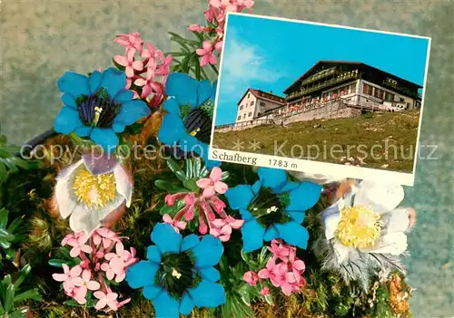 AK / Ansichtskarte St_Wolfgang_Salzkammergut Schafberg mit Alpenblumen St_Wolfgang_Salzkammergut