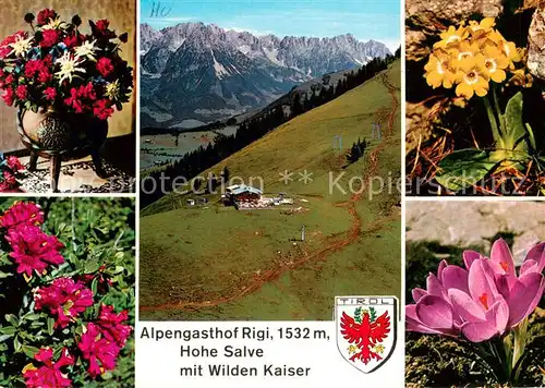 AK / Ansichtskarte Hopfgarten_Brixental Alpengasthof Rigi Hohe Salve Wilder Kaiser Alpenflora Hopfgarten Brixental