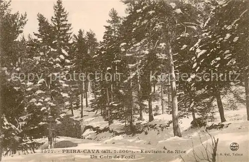 AK / Ansichtskarte Peira Cava Foret Peira Cava