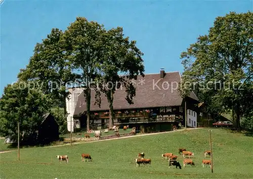 AK / Ansichtskarte Titisee Deisenhof Urlaub auf dem Bauernhof Viehweide Kuehe Titisee