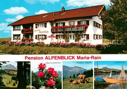 AK / Ansichtskarte Maria_Rain_Allgaeu Pension Alpenblick Alpenrosen Alpvieh Gruentensee Maria_Rain_Allgaeu