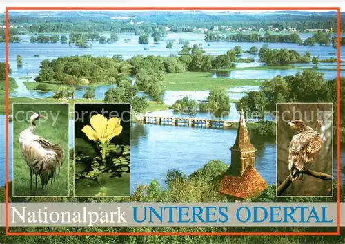 AK / Ansichtskarte Brandenburg_Region Nationalpark Unteres Odertal Fruehjahrsflutung Kranich Seekanne Seeadler Brandenburg Region