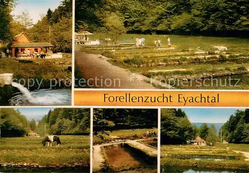 AK / Ansichtskarte Dobel_Schwarzwald Forellenzucht Eyachtal Dobel Schwarzwald