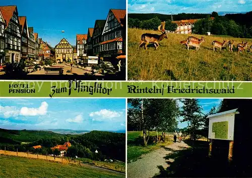 AK / Ansichtskarte Friedrichswald_Rinteln Hotel Pension Zum Pfingsttor Ortspartie Rotwild Panorama Waldweg Friedrichswald Rinteln