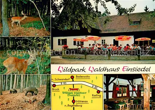 AK / Ansichtskarte Nittenau Wildpark Waldhaus Einsiedel Reh und Schwarzwild Nittenau
