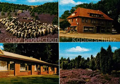 AK / Ansichtskarte Volkwardingen Gasthaus Luedtke Schafherde Heidelandschaft Volkwardingen