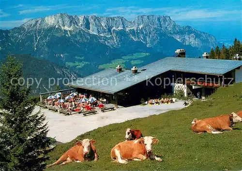 AK / Ansichtskarte Berchtesgaden Berggaststaette Oberahornkaser mit Untersberg Berchtesgadener Alpen Almvieh Kuehe Berchtesgaden