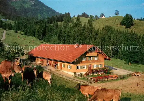 AK / Ansichtskarte Steibis Unterlauchalpe Almvieh Kuehe Allgaeuer Alpen Steibis