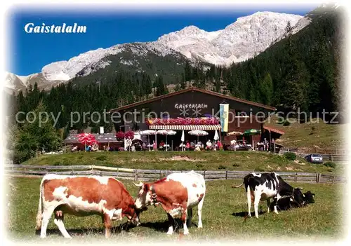 AK / Ansichtskarte Leutasch Gaistalalm Terrasse Almvieh Kuehe Blick zum Hochwanner Leutasch