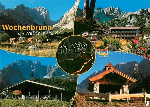 AK / Ansichtskarte Ellmau_Tirol Alpengasthof Wochenbrunn Almvieh Kuehe Hirsch Kapelle Kaisergebirge Ellmau Tirol