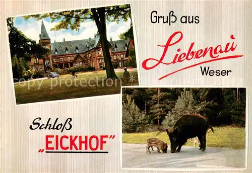 AK / Ansichtskarte Liebenau_Nienburg Schloss Eickhof Wildschein mit Jungen Liebenau Nienburg
