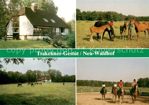 AK / Ansichtskarte Gifhorn Trakehner Gest?t Neu Waldhof Pferde Gifhorn