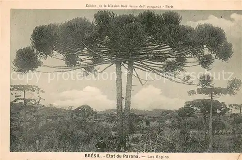 AK / Ansichtskarte Etat_du_Parana Les sapins 