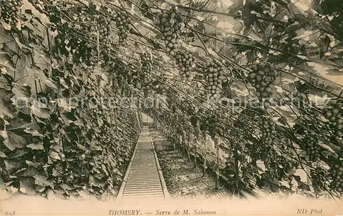 AK / Ansichtskarte Thomery Serre de M. Salomon Thomery