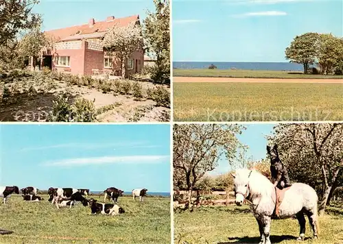 Hohenfelde_Kiel Bauernhof Urlaub Panorama Kuhherde Hund sitzt auf Pfer Hohenfelde Kiel