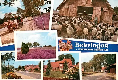 Behringen_Bispingen Pferdewagen Schafherde Lueneburger Heide Ortsmotive Behringen Bispingen