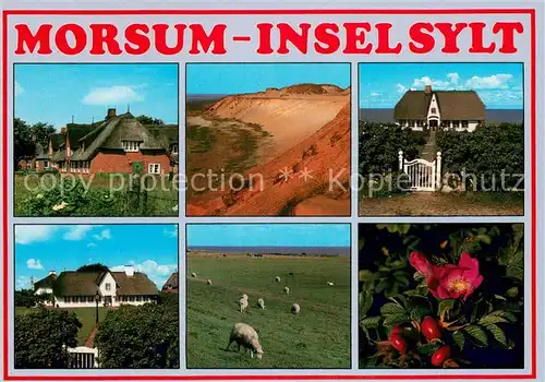 AK / Ansichtskarte Morsum_Sylt Friesenhaeuser Steilkueste Schafe Inselflora Morsum Sylt