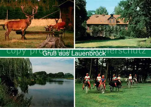 Lauenbrueck Rothirsch im Wildpark Gutshaus Graf von Bothmer Wiesensee Eselreiten Lauenbrueck