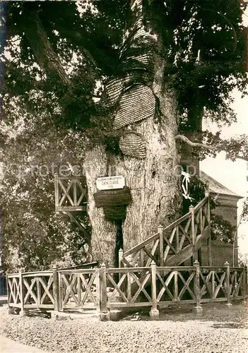 AK / Ansichtskarte Allouville Bellefosse Chene millenaire renfermant deux Chapelles superposees Allouville Bellefosse