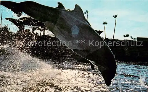 AK / Ansichtskarte Tiere Sea World Delfine  