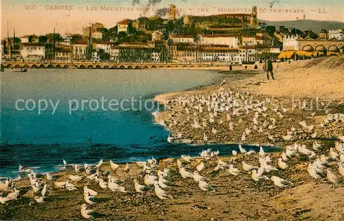 AK / Ansichtskarte Cannes_Alpes Maritimes Les Mouettes sur la Plage Cannes Alpes Maritimes