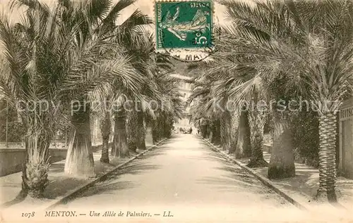 AK / Ansichtskarte Menton_06 Une allee de palmiers 