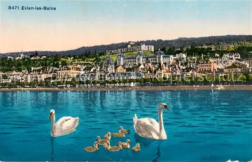 AK / Ansichtskarte Evian les Bains_Haute_Savoie Une famille de cygnes Lac Leman Evian les Bains_Haute