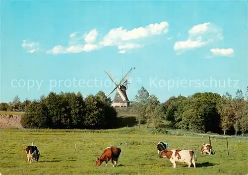 AK / Ansichtskarte St_Michaelisdonn Hoper Muehle Viehweide Kuehe St_Michaelisdonn