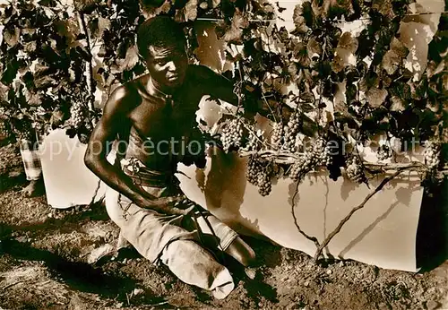 AK / Ansichtskarte Somalia Vigneto di Hawai Somalia