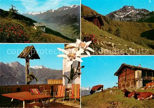 AK / Ansichtskarte Matrei_Osttirol Zunigalm mit Zunig Almvieh Blick auf Grossglockner Hohe Tauern Edelweiss Matrei_Osttirol