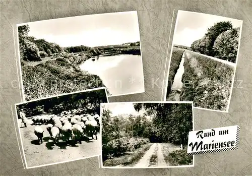 AK / Ansichtskarte Neustadt_Ruebenberge Mariensee Panorama Schafherde Waldpartie Neustadt_Ruebenberge