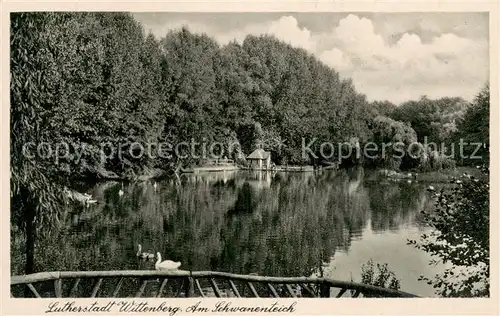 AK / Ansichtskarte Wittenberg_Lutherstadt Partie am Schwanenteich Wittenberg_Lutherstadt
