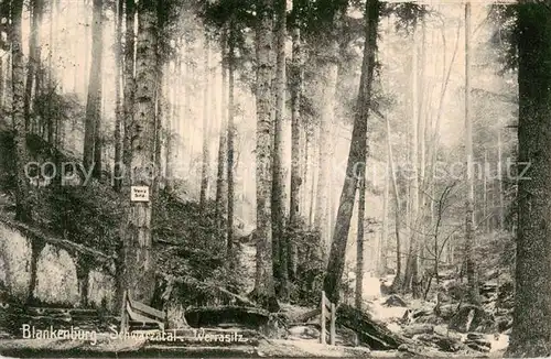 AK / Ansichtskarte Blankenburg_Thueringen Werrasitz Waldpartie Blankenburg_Thueringen