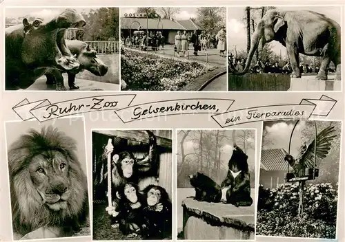 AK / Ansichtskarte Gelsenkirchen Ruhr Zoo Elefanten Loewen Affen Nashoerner Geier Gelsenkirchen