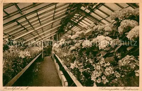 AK / Ansichtskarte Frankfurt_Main Hortensien im Palmengarten Frankfurt Main