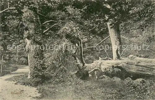 AK / Ansichtskarte Bockhorn_Friesland Partie im Urwald Bockhorn_Friesland