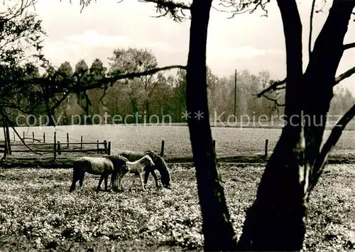 AK / Ansichtskarte Everswinkel Ponyhof Georgenbruch Pferdekoppel Everswinkel