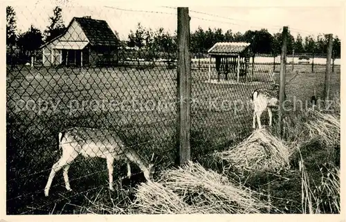 AK / Ansichtskarte Karthaus_Duelmen Anna Katharinenstift Tiergehege Karthaus Duelmen