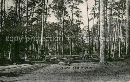 AK / Ansichtskarte Torgelow Waldpartie Torgelow