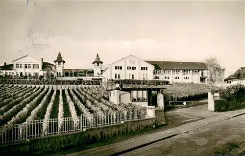 AK / Ansichtskarte Ruedesheim_am_Rhein Geg  Weinkellerei 