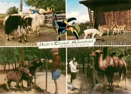 AK / Ansichtskarte Schwalmtal_Niederrhein Natur  und Tierpark Schwalmtal Niederrhein