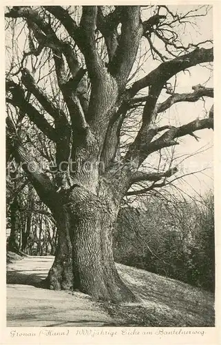 AK / Ansichtskarte Gronau_Westfalen 1000 Jaehrige Eiche am Bantelnerweg Gronau_Westfalen