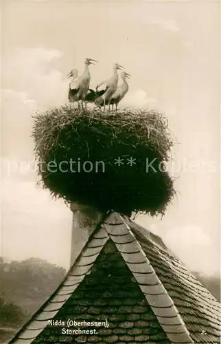 AK / Ansichtskarte Nidda Storchennest Trinks Postkarte Nidda